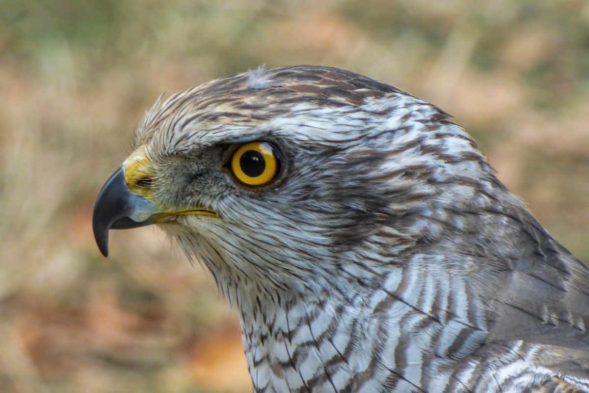 Желтогрудый дятел