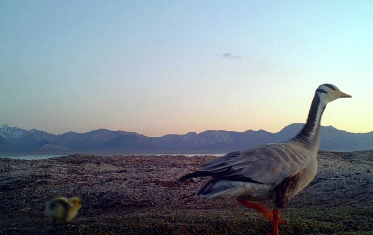 Перелеттные птицы кырг