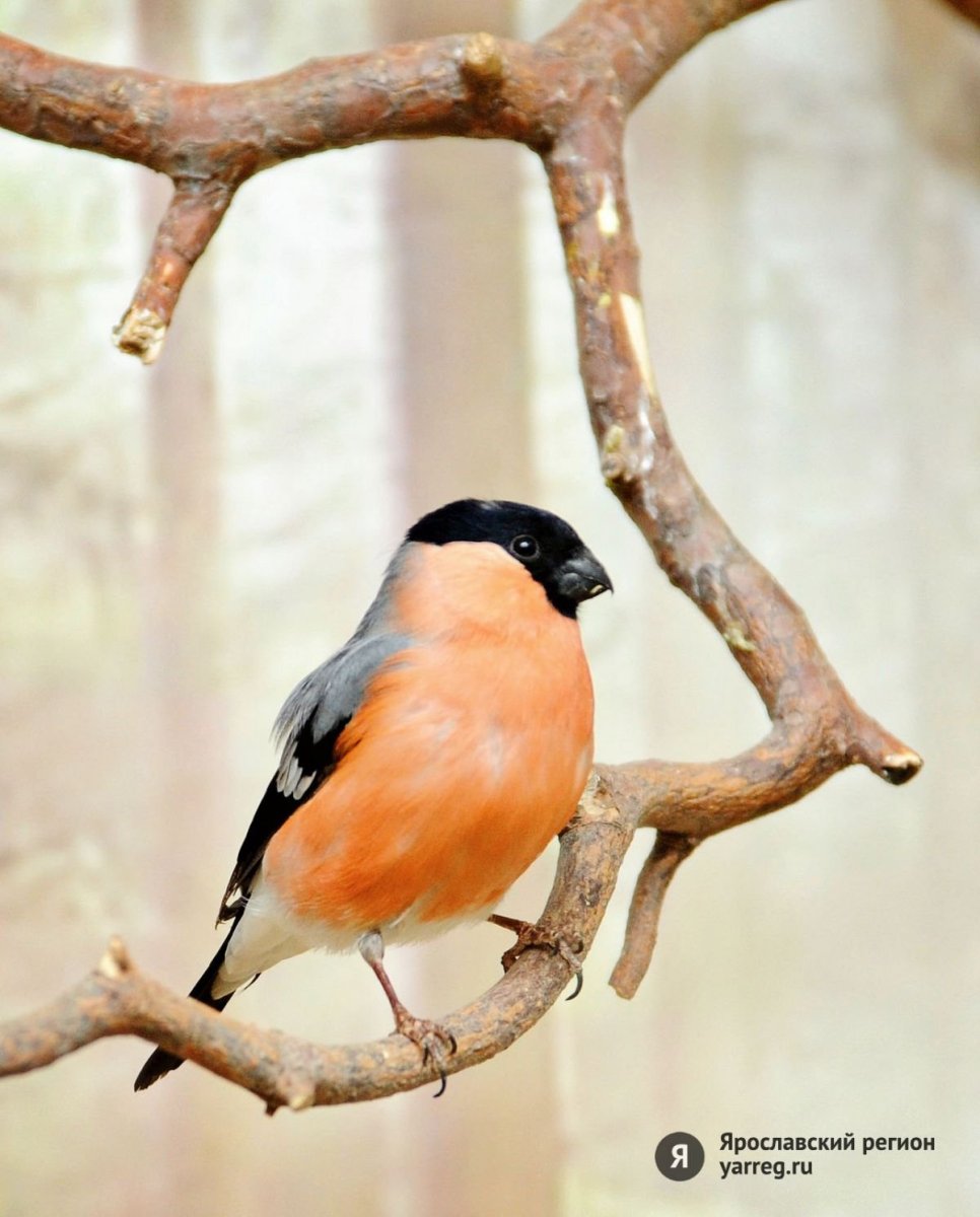 Кукша рябинник