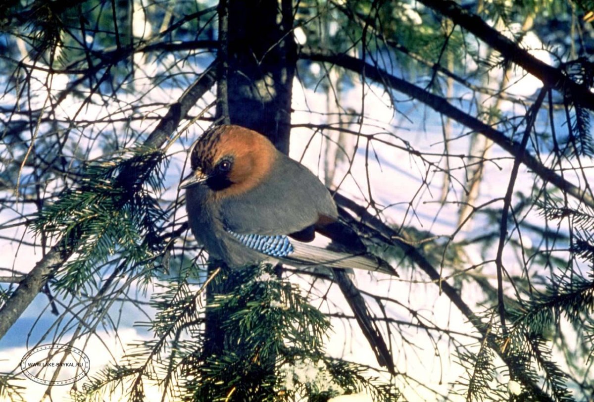 Зимующие птицы средней полосы России
