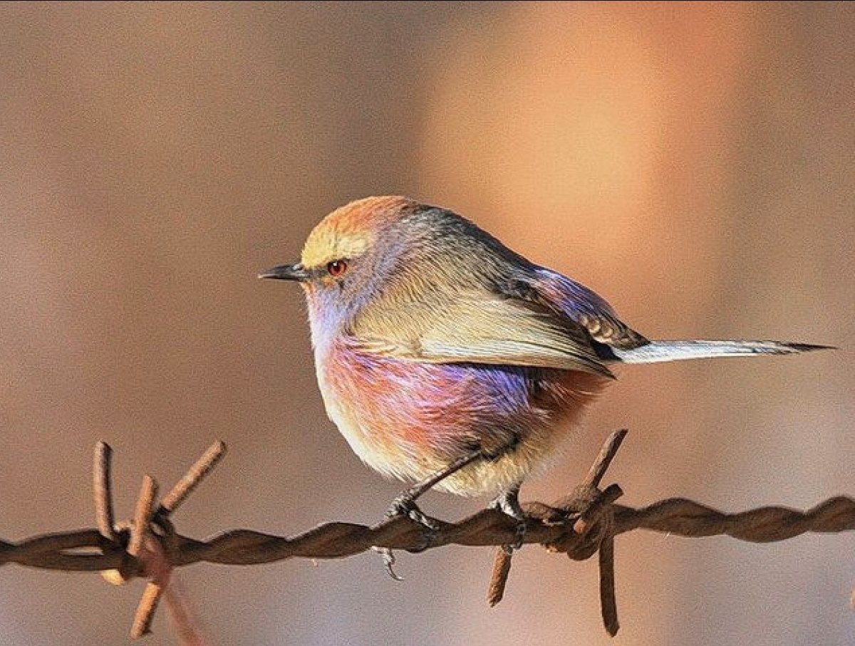 Белобровая Расписная синичка