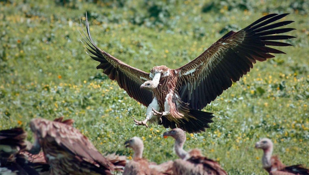 Кыргызстан гриф кумай