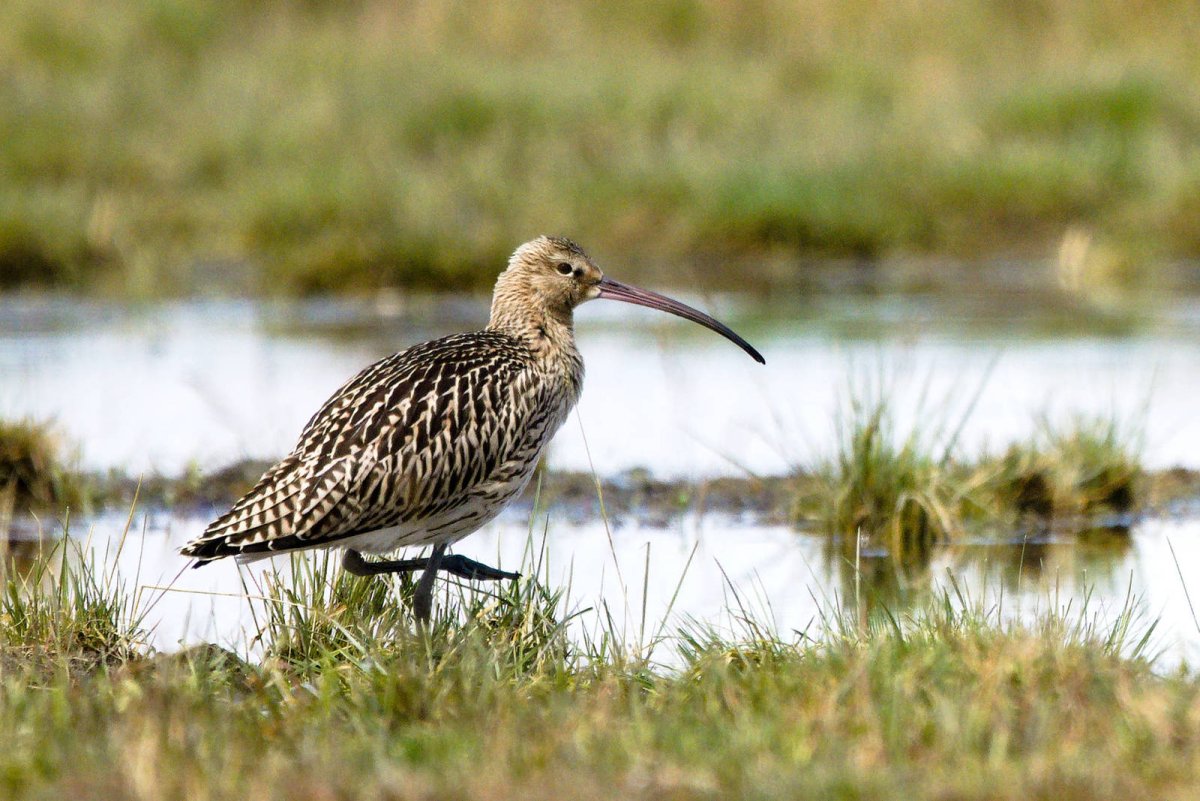 Кроншнеп Эфиопия