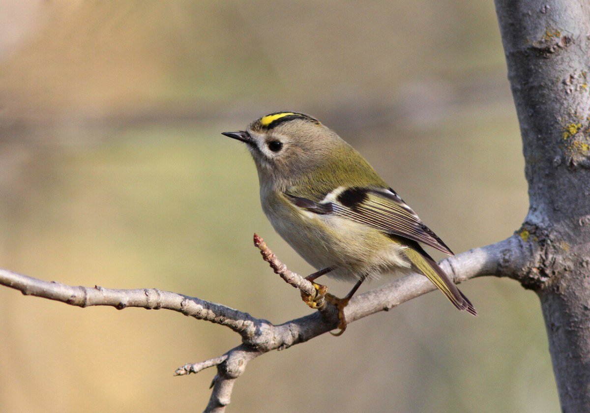 Обыкновенный Зяблик самка