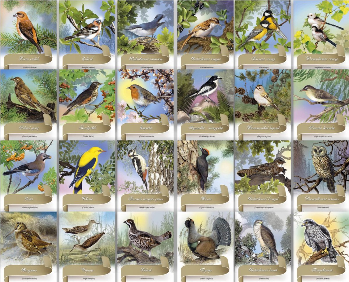 Птица Сойка в Удмуртии