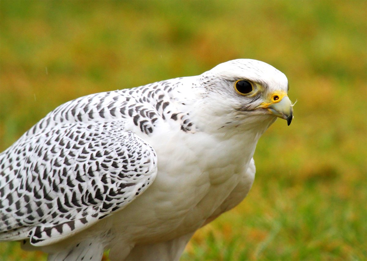 Кречет в тундре