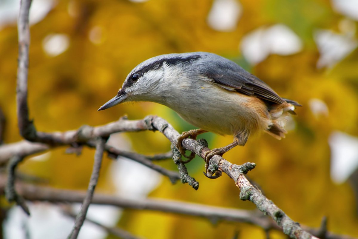 Желтоголовый королёк птица