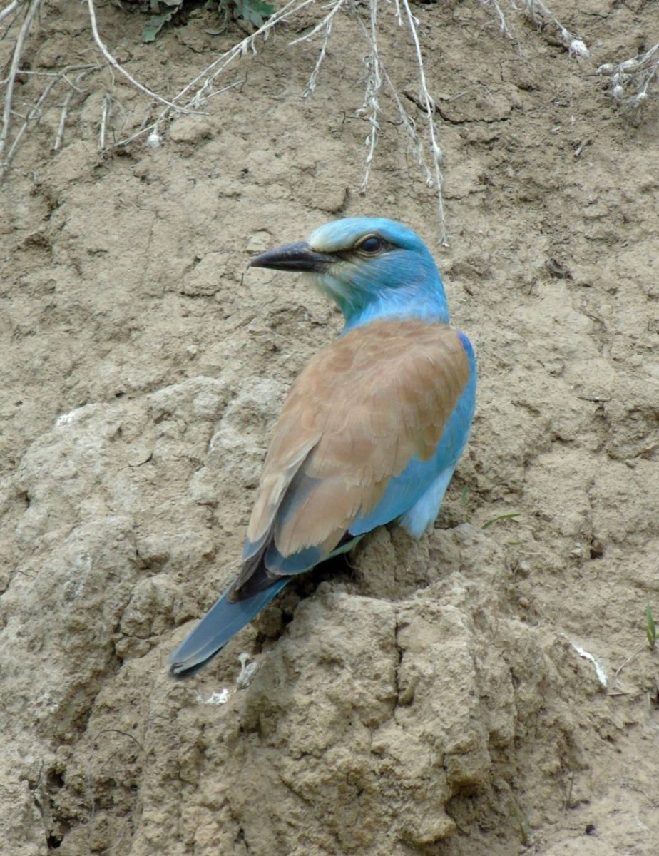 Голубая сизоворонка Краснодарский край
