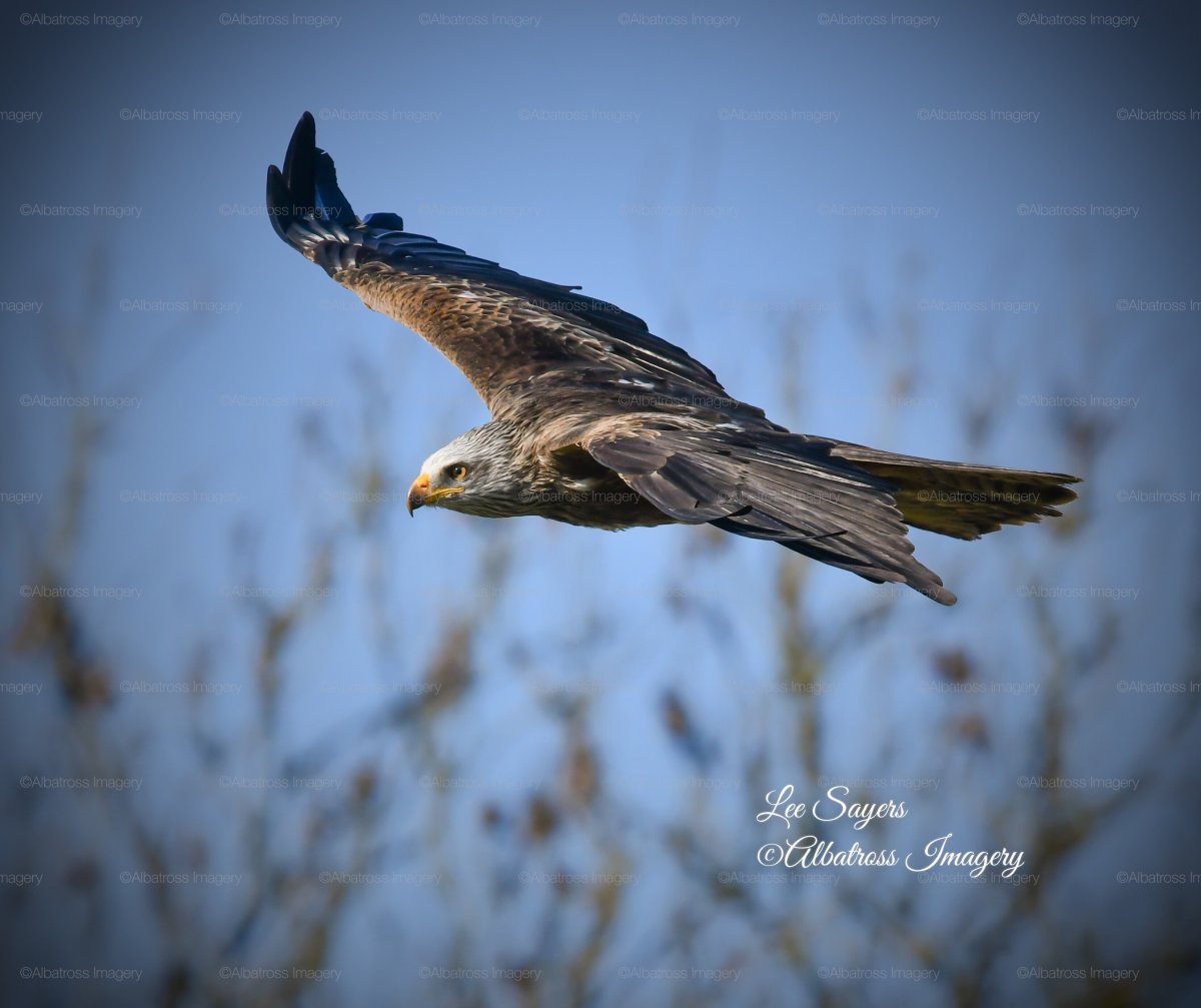 Хищные птицы Пермского края