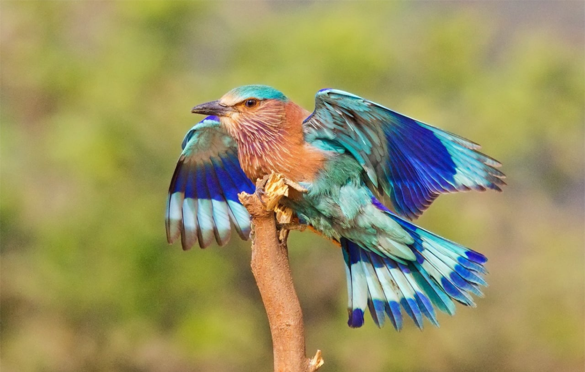 Ракша сизоворонка