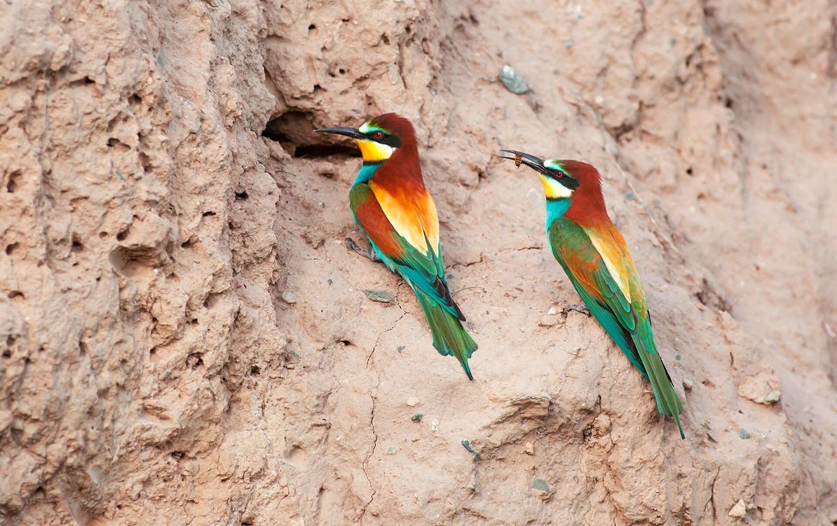 Золотистая щурка Нора