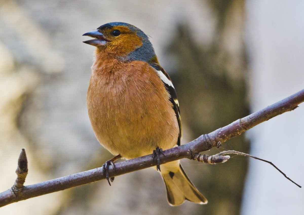 Орлан белохвост Омская область