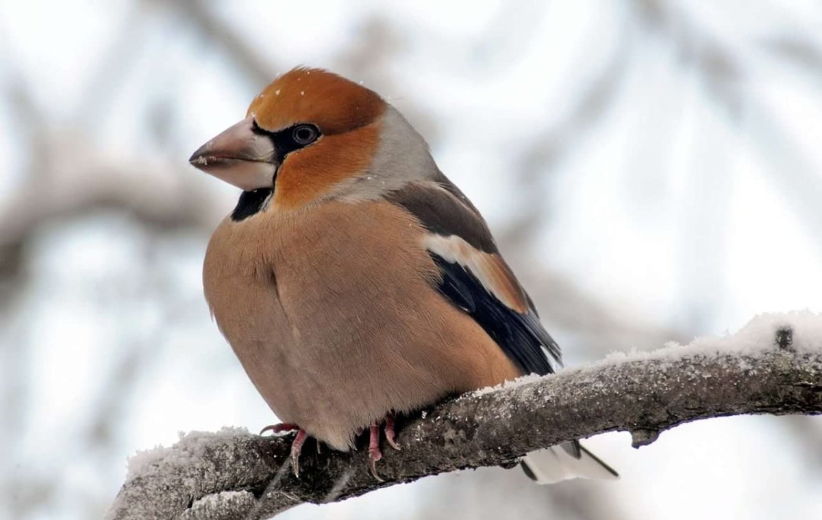 Дрозд певчий Сибирь