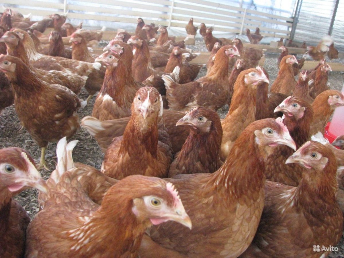 Куры Ломан Браун белые