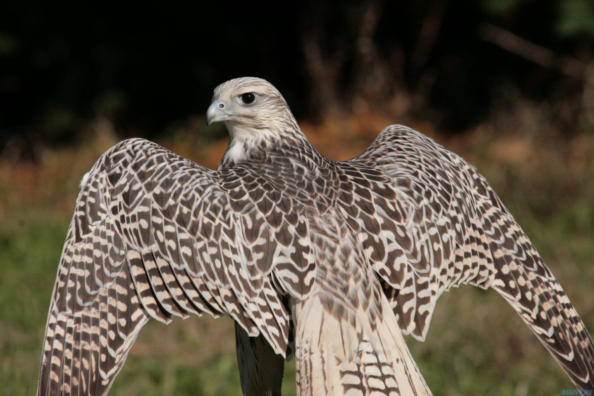 Белый Кречет балобан
