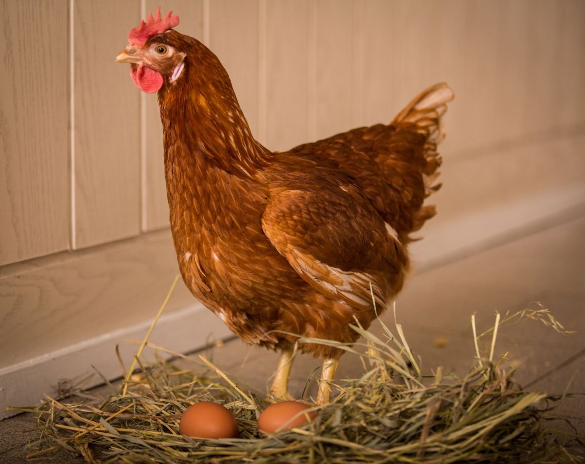 Хайсекс Браун