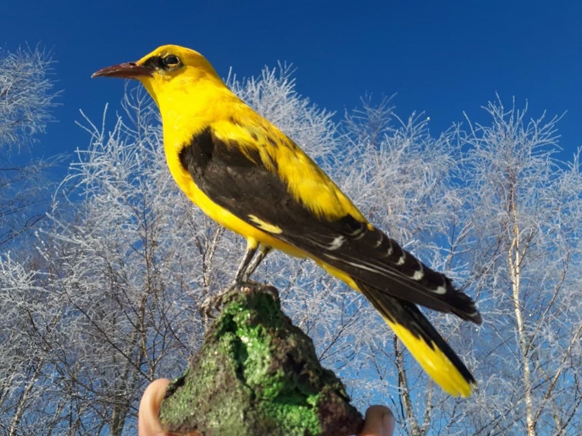 Розовый танагровый певун / Cardellina versicolor