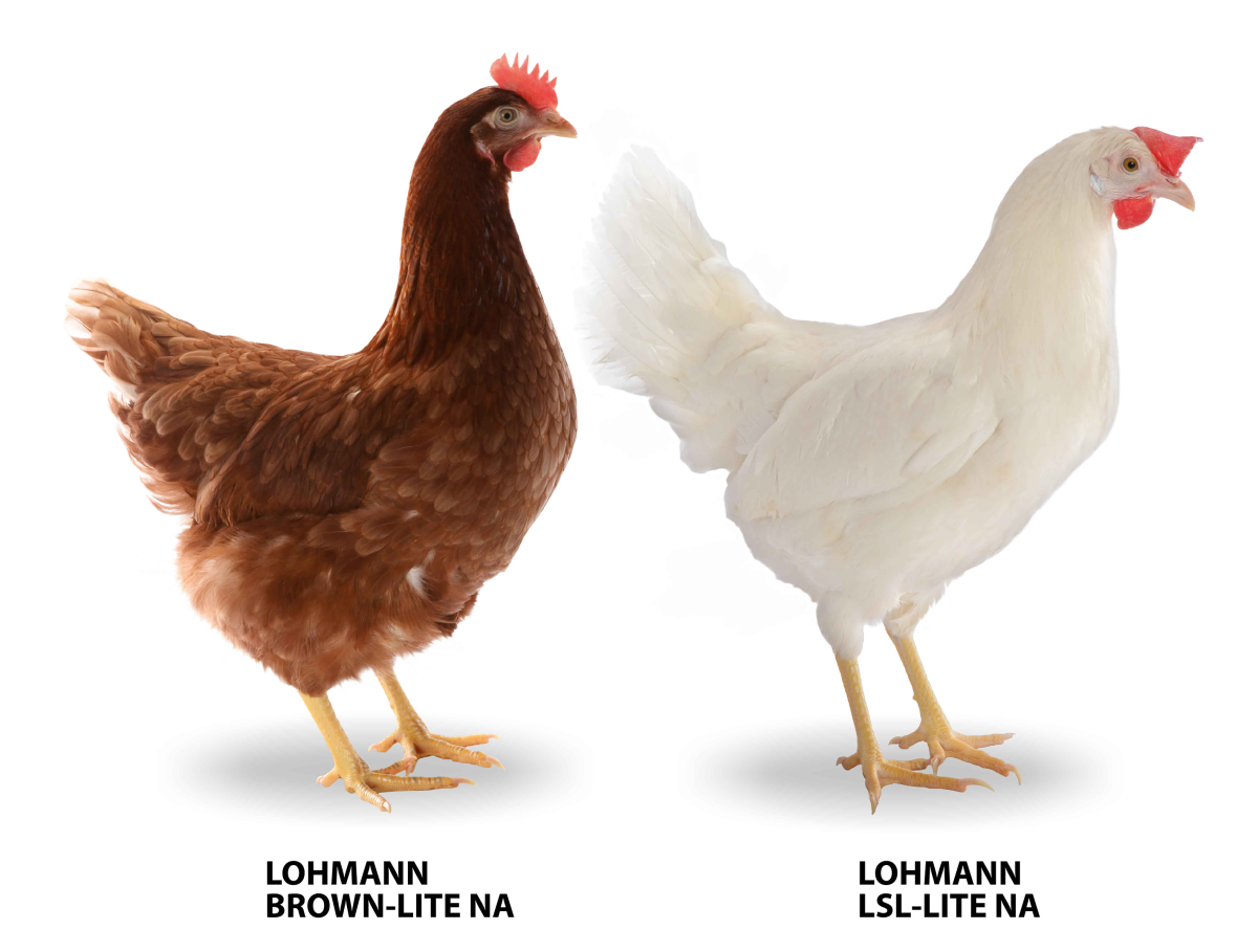 Хайсекс Декалб