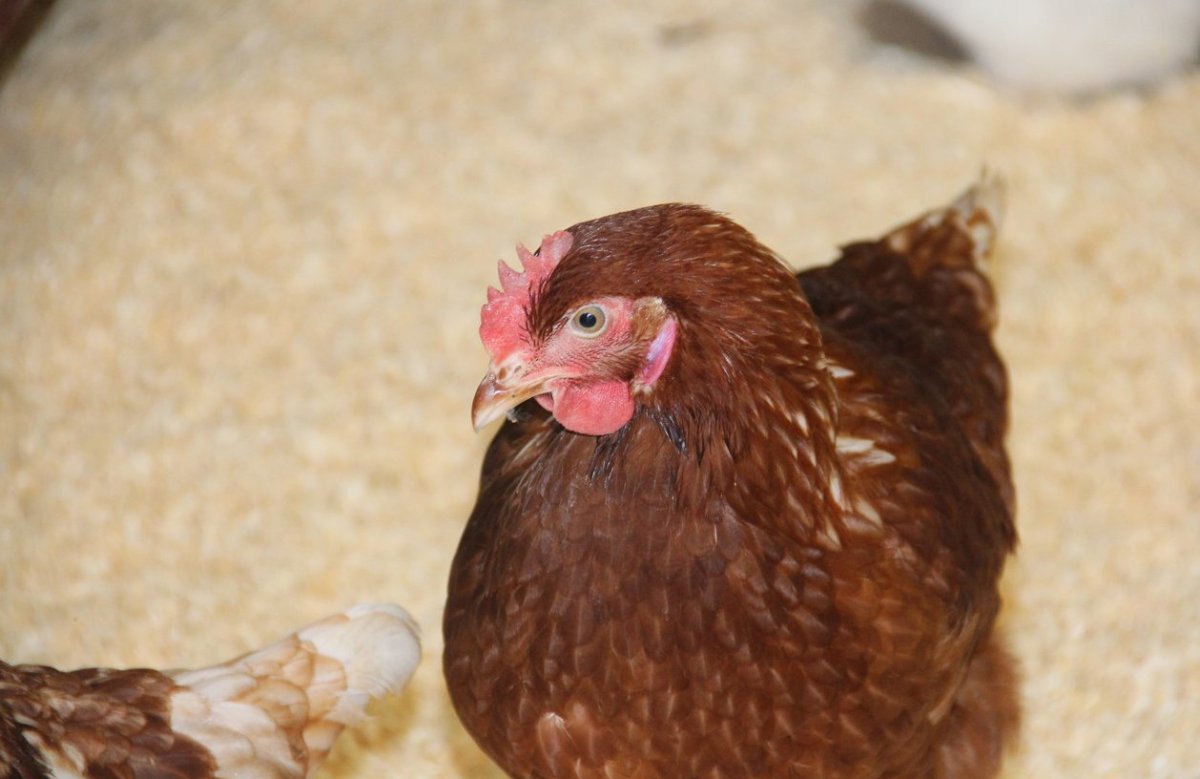 Куры Ломан Браун