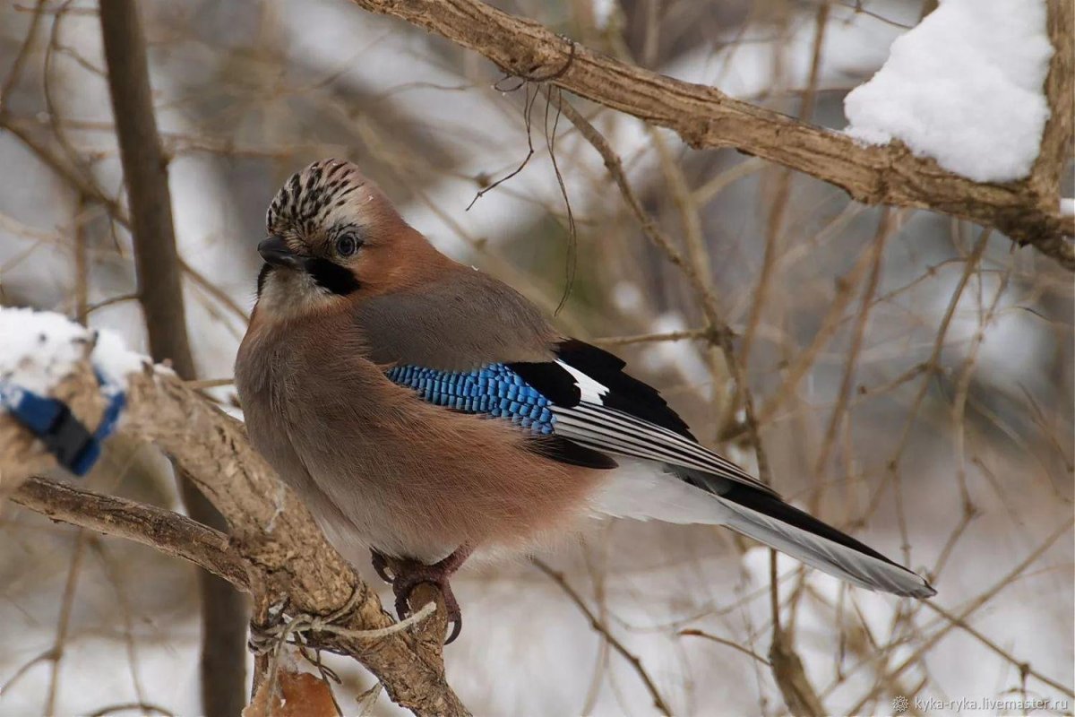 Сойка в Ростовской области