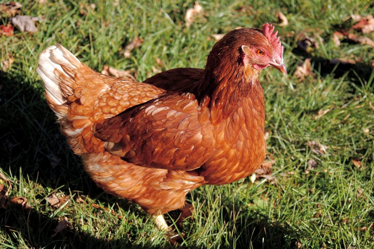 Доминант gs459