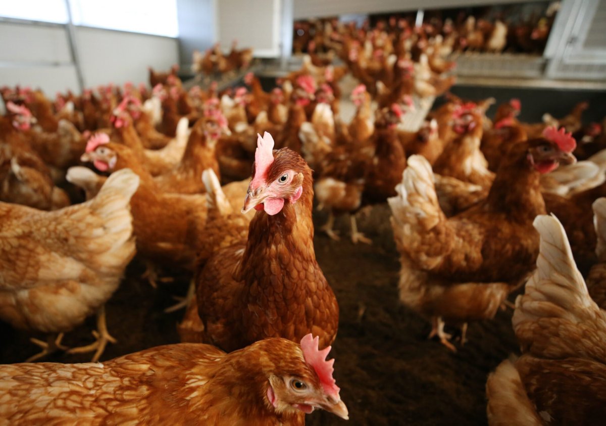 Кросс Ломан Браун