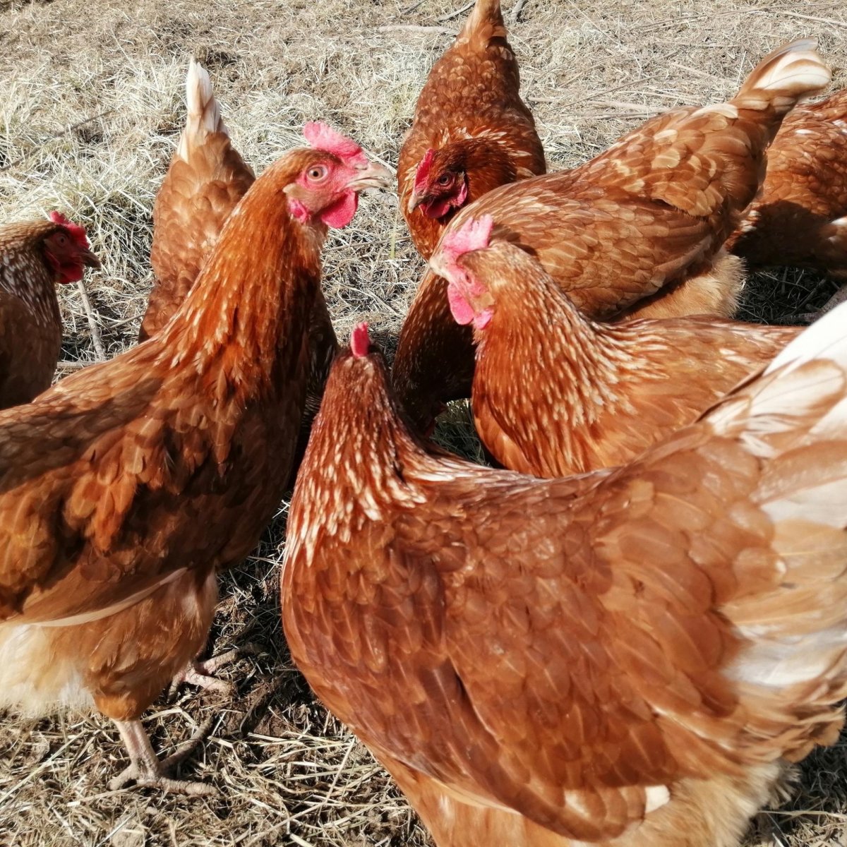 Ломан Уайт куры