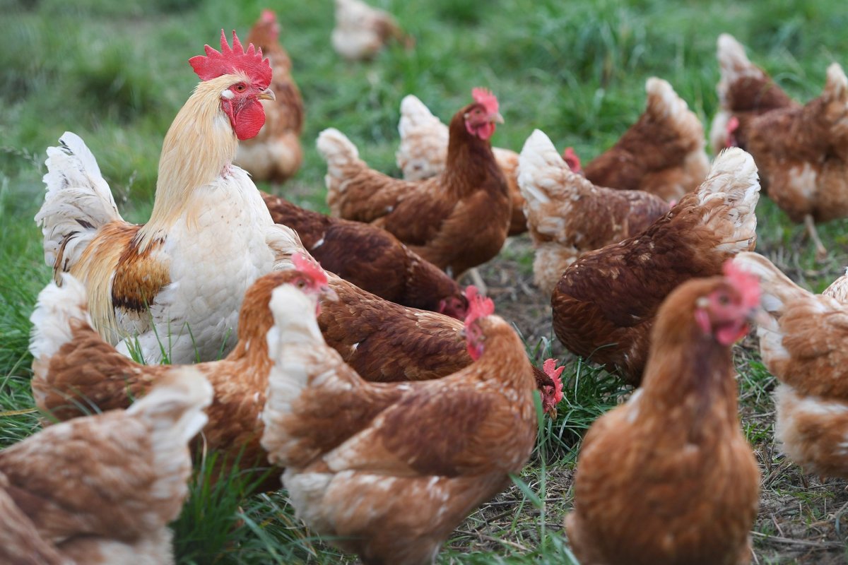 Куры Ломан Браун