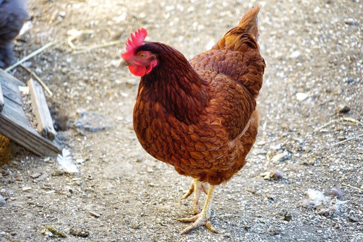 Петушки Хайсекс Браун