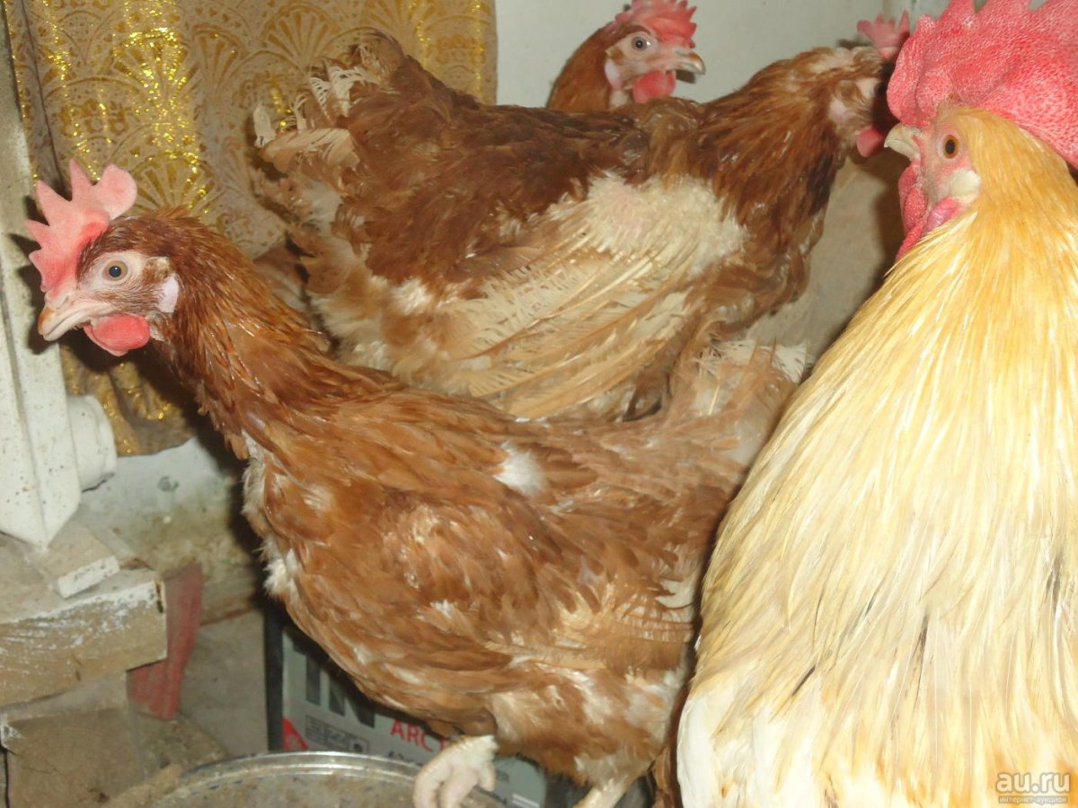 Порода Хайсекс Браун