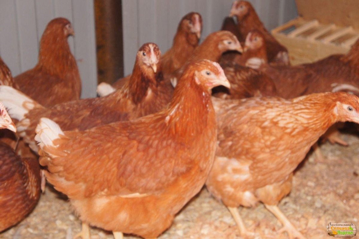 Молодки Ломан Браун