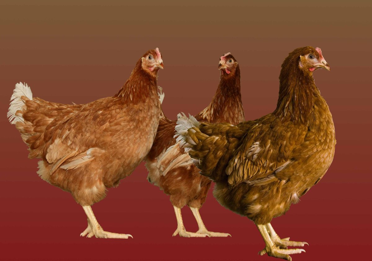 Курочки Ломан Браун