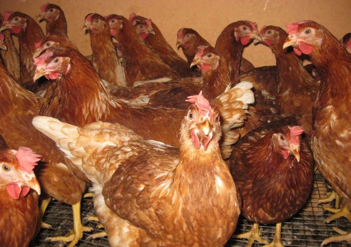 Петух шейвер Браун