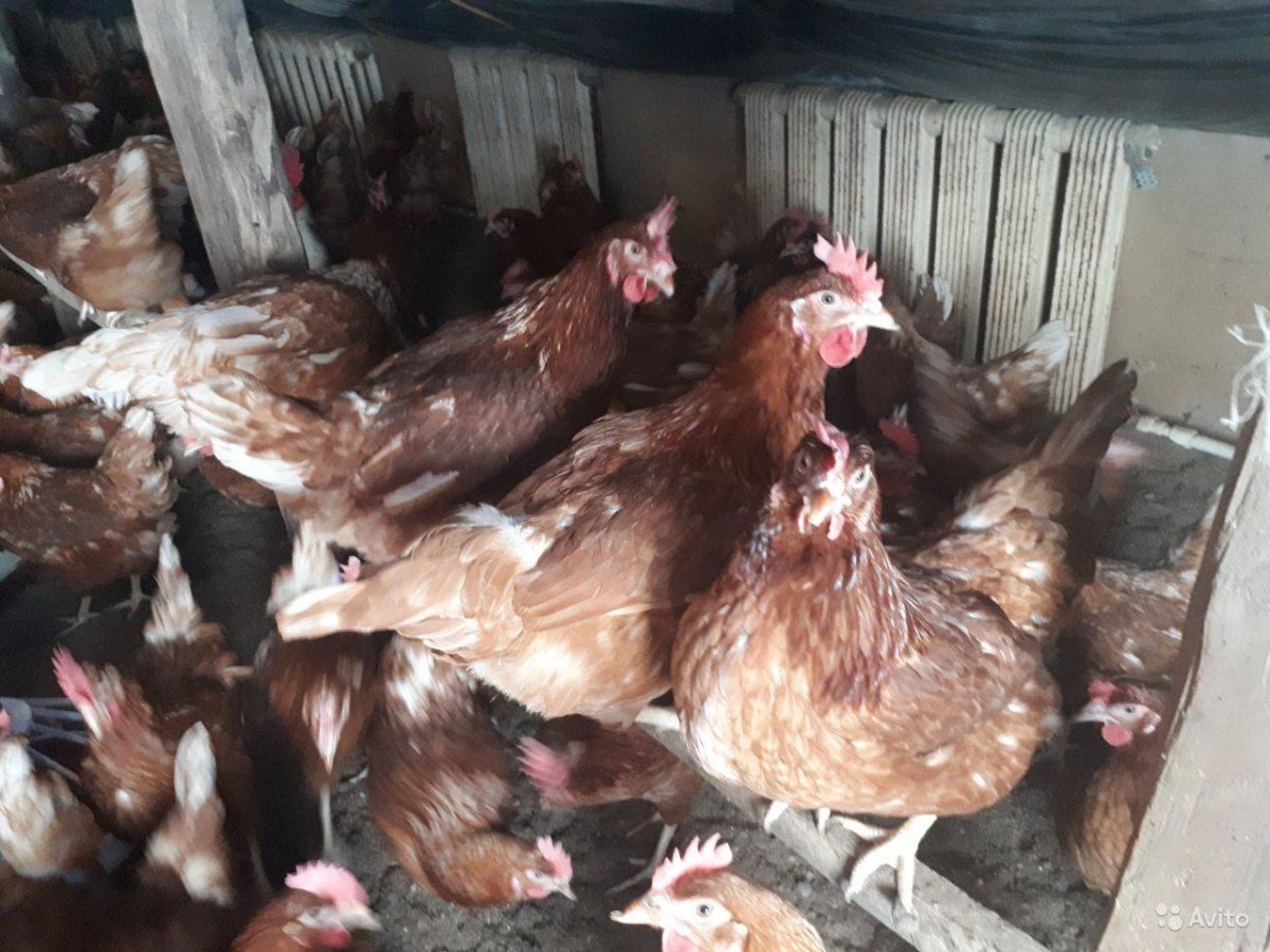 Браун ник порода