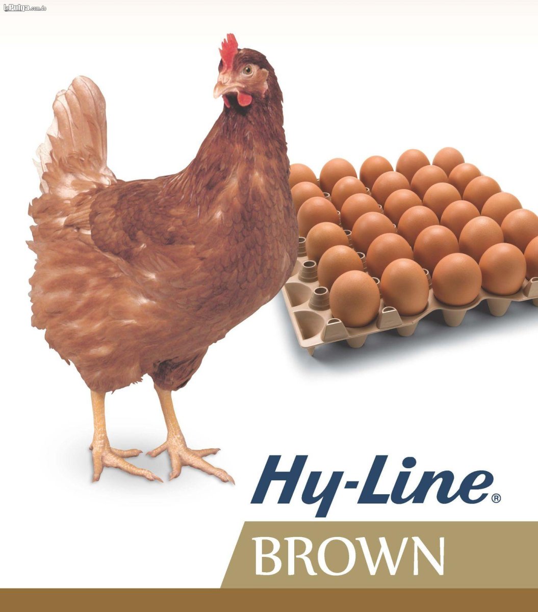 Курица белая с рыжим