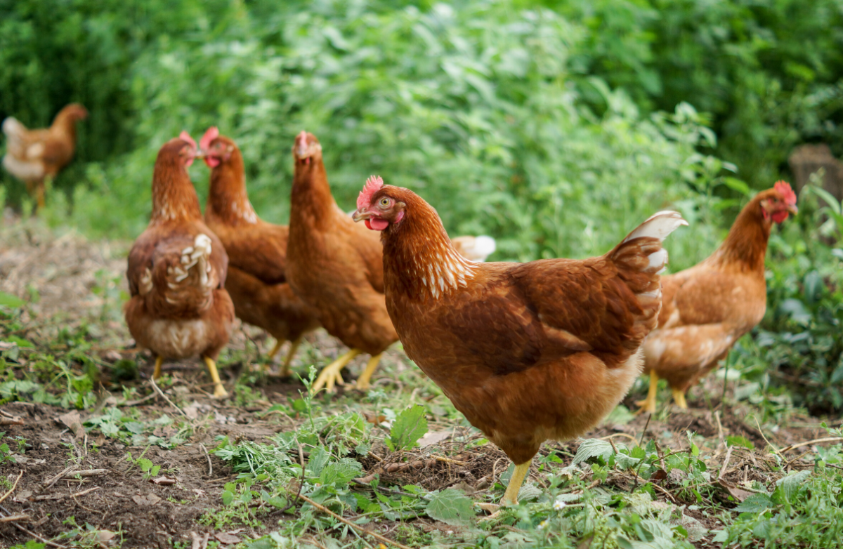 Куры Ломан Браун