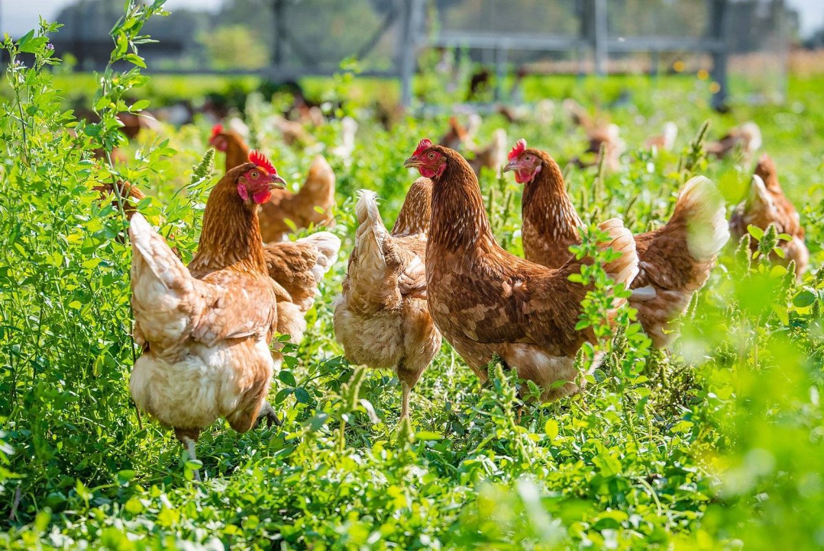 Кросс Хайсекс Браун