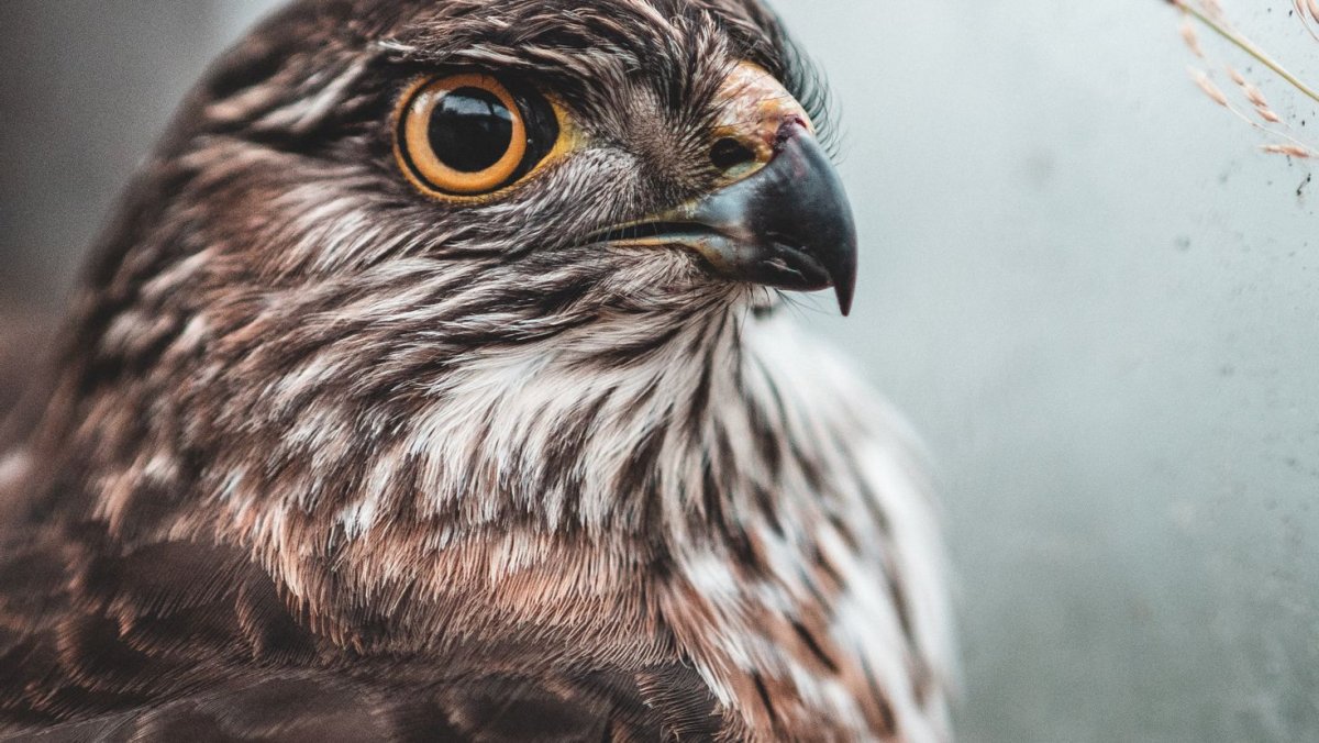Сокол птица обои