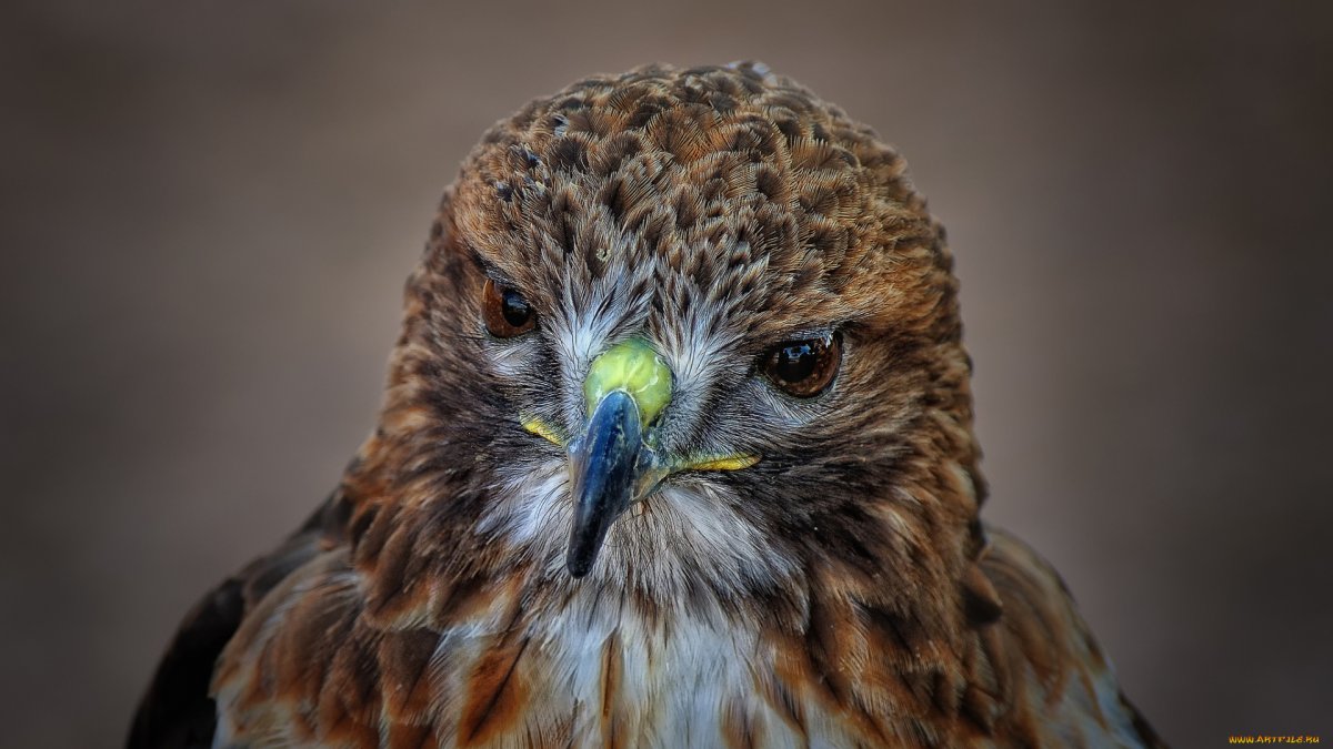 Хищная птица с большой круглой головой