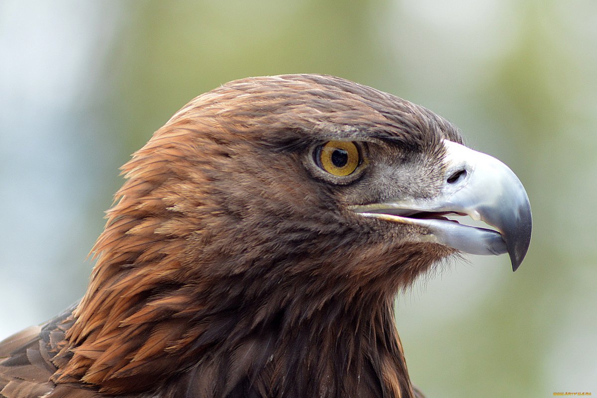 Степной Орел