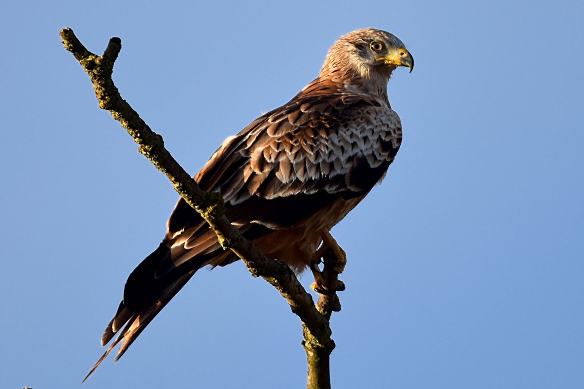 Краснохвостый Коршун