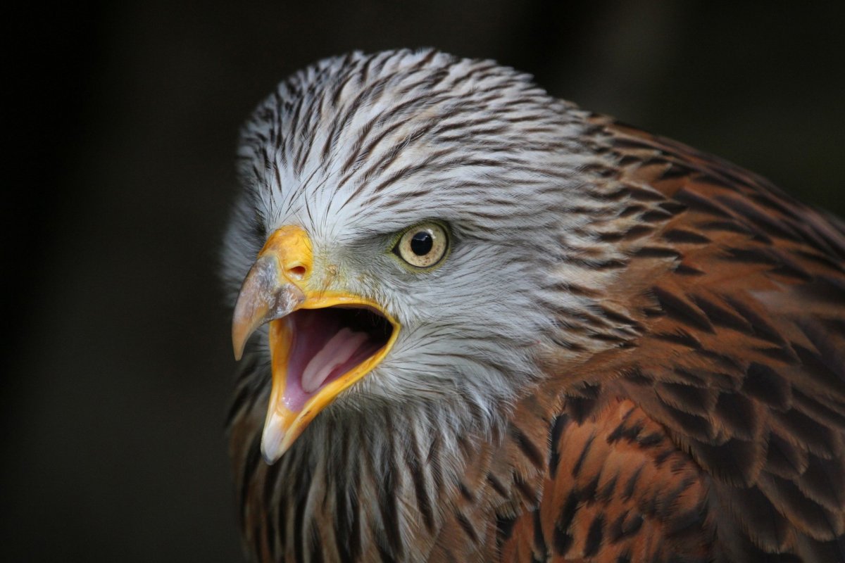 Чёрный Коршун