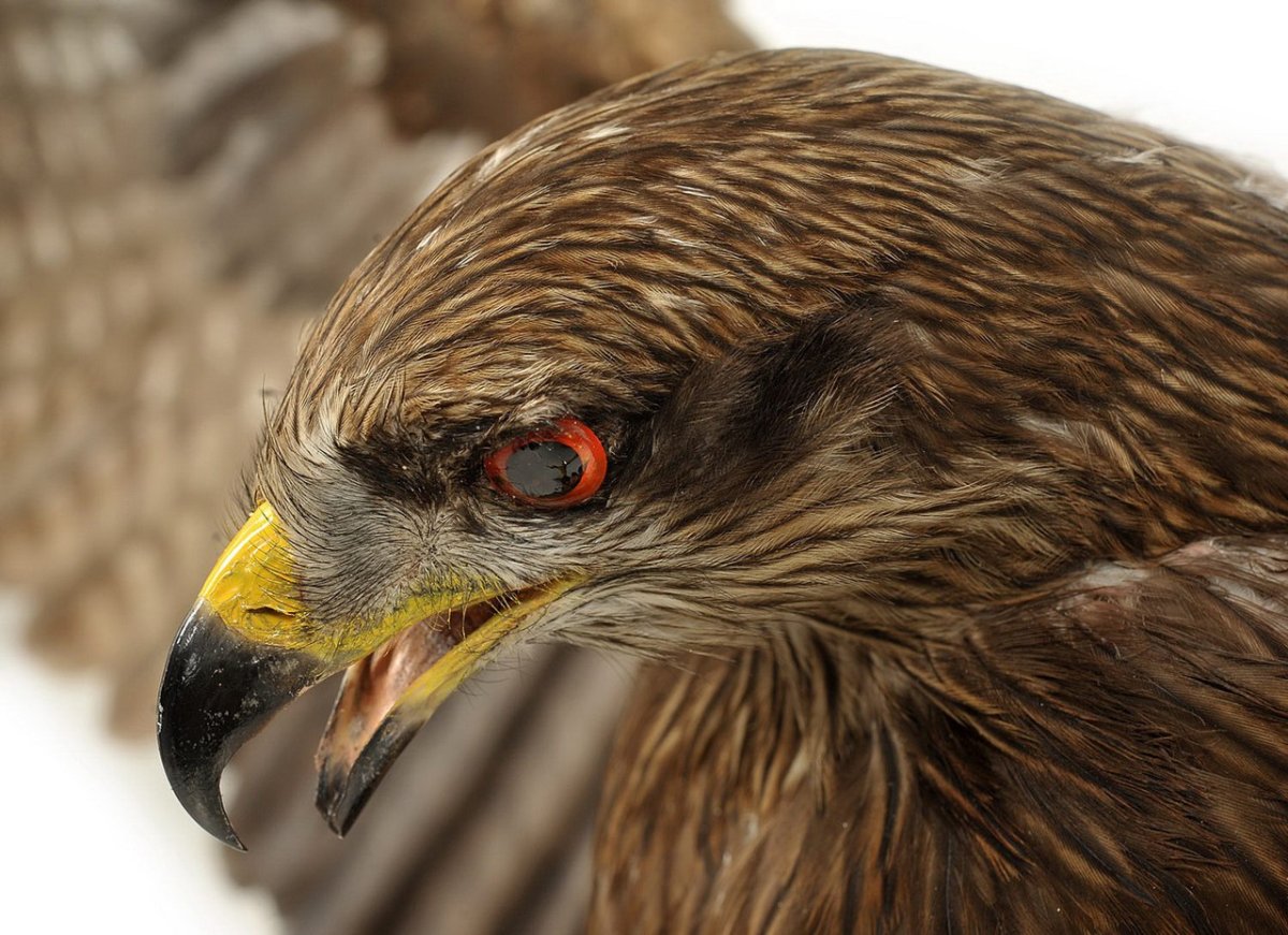 Хищные птицы Коршун