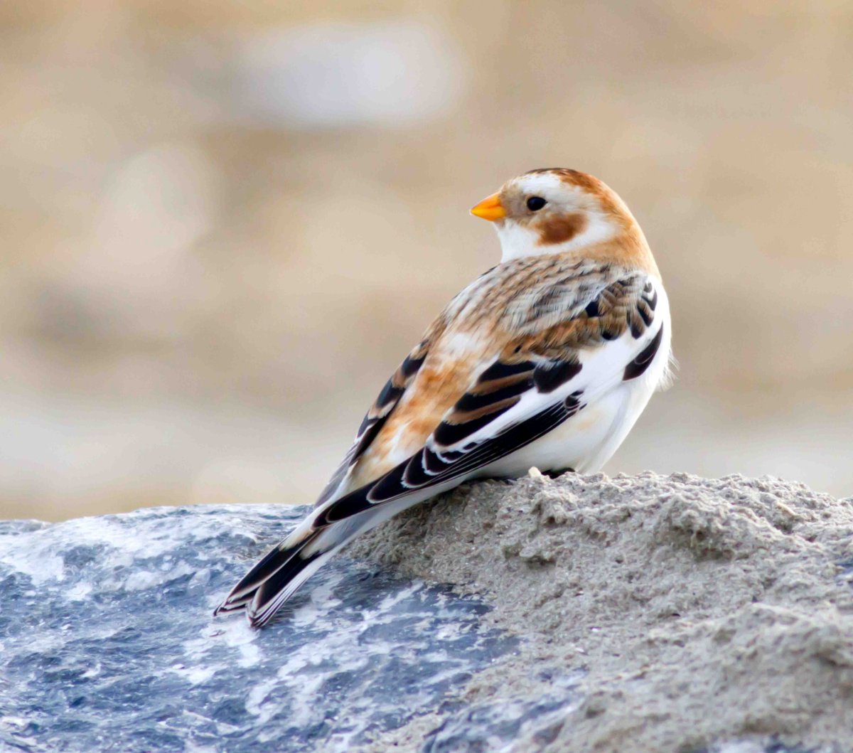 Пуночка птица