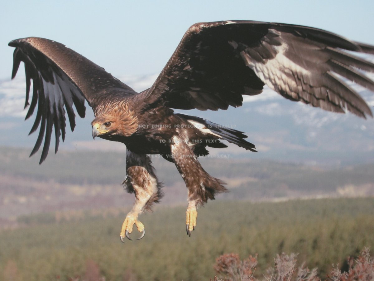 Беркут Халзан