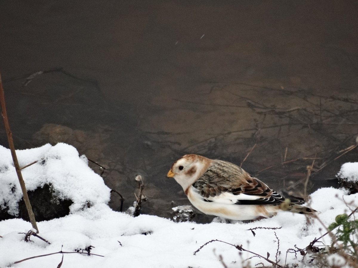 Лапландский подорожник (Calcarius lapponicus)