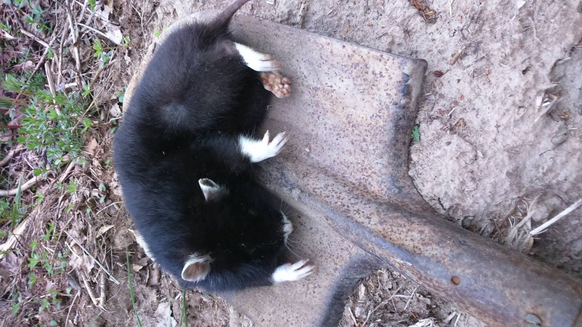 Полевой хомяк карбыш