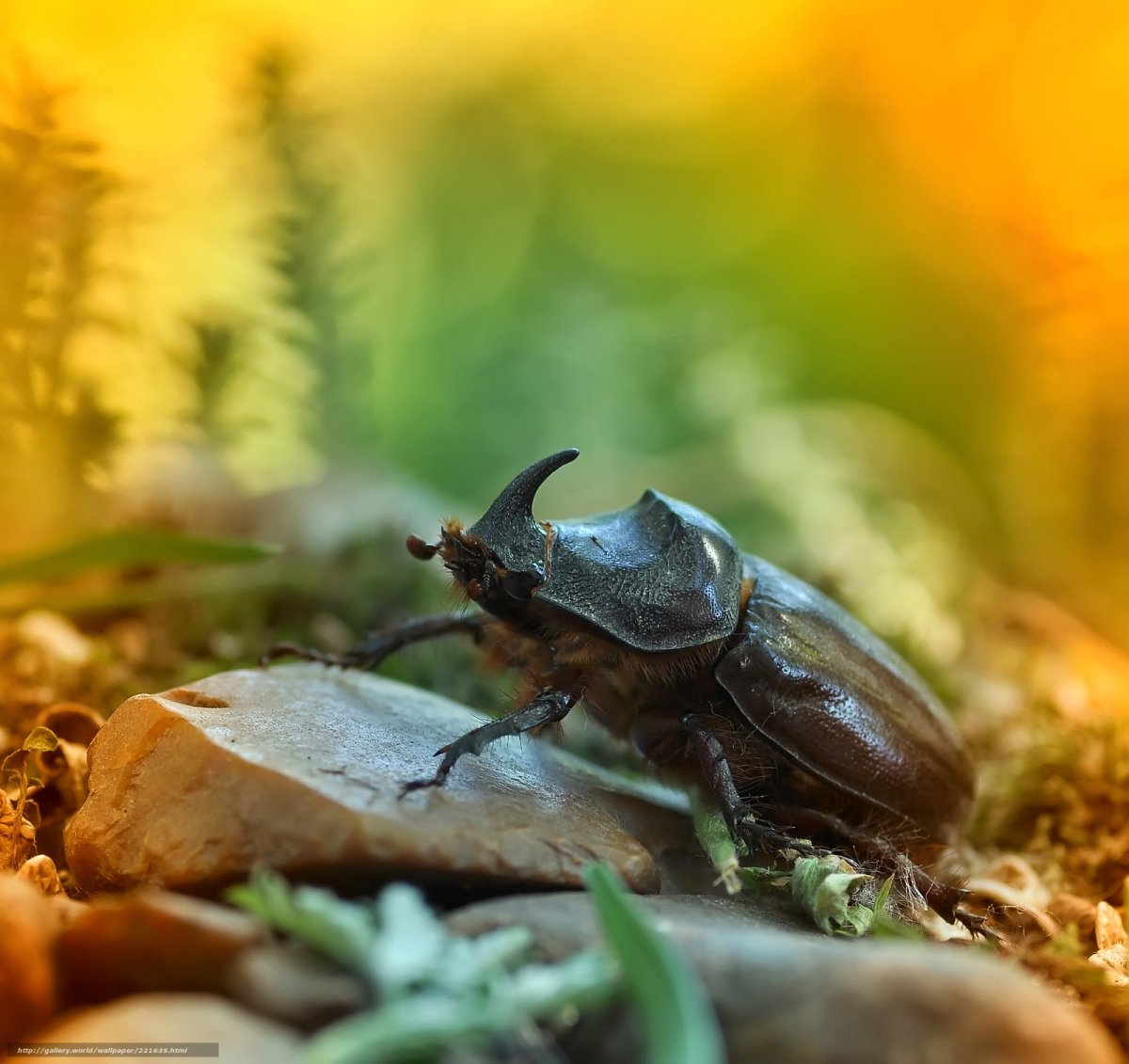 Жук носорог надкрылья