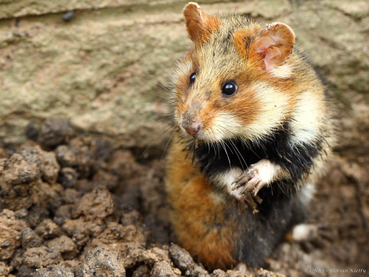 Жрущий хомяк