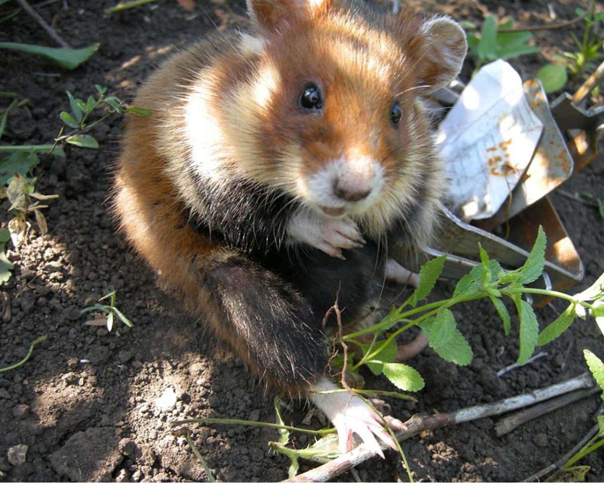 Обыкновенный хомяк карбыш